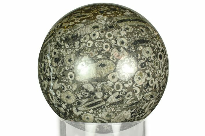 Fossil Crinoid Stems In Marble Sphere #311581